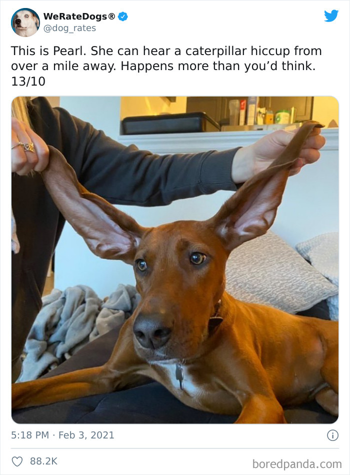 We-Rate-Dogs-Twitter