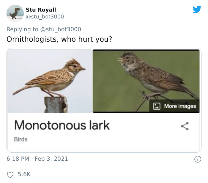 "Funny bird name 'Monotonous Lark' with photo of the bird in a humorous context on social media."