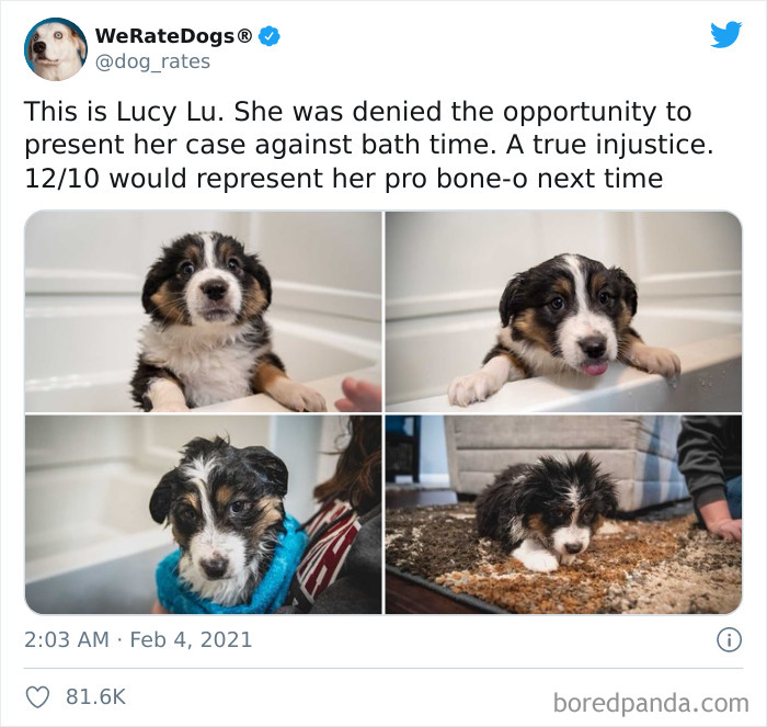 We-Rate-Dogs-Twitter