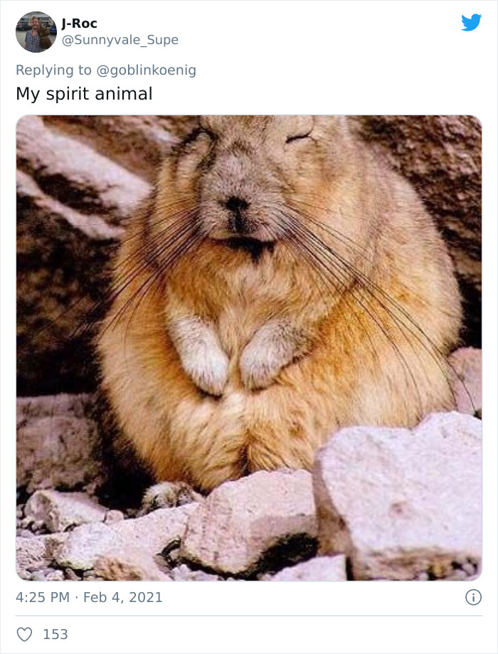 This Very Un-Entertained And Sleepy Creature From South America Is Everyone’s New Spirit Animal This Very Un-Entertained And Sleepy Creature From South America Is Everyone’s New Spirit Animal