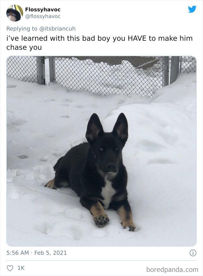 Chase-Dog-Down-The-Street-Game-Stories