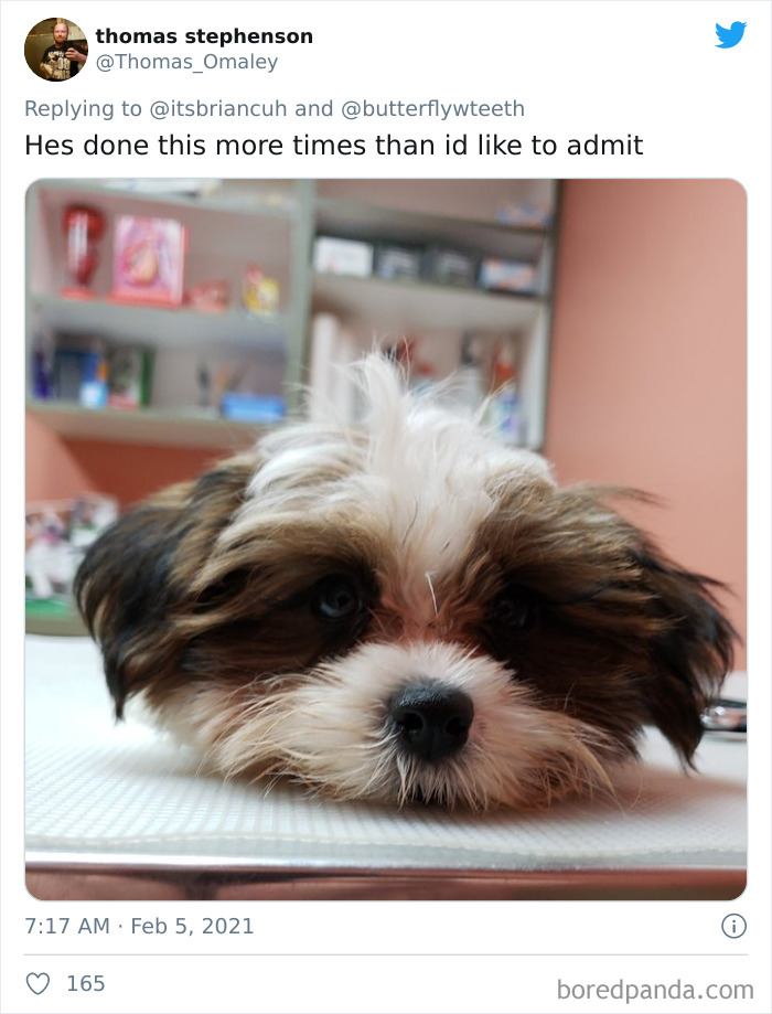 Chase-Dog-Down-The-Street-Game-Stories