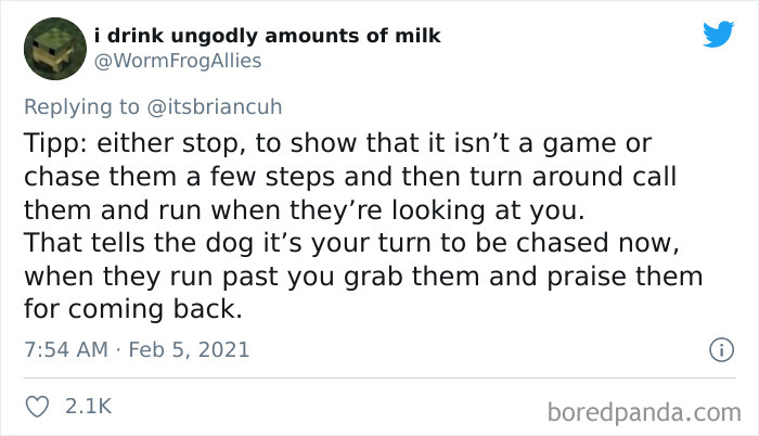 Chase-Dog-Down-The-Street-Game-Stories