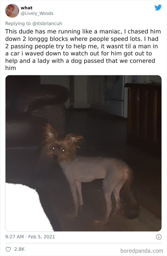 Chase-Dog-Down-The-Street-Game-Stories