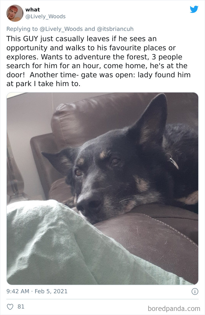 Chase-Dog-Down-The-Street-Game-Stories