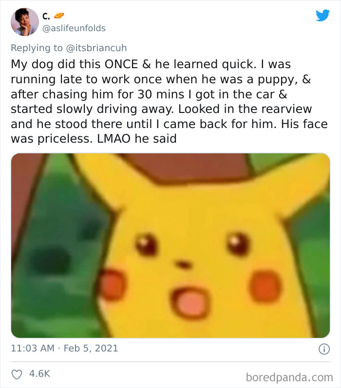 Chase-Dog-Down-The-Street-Game-Stories