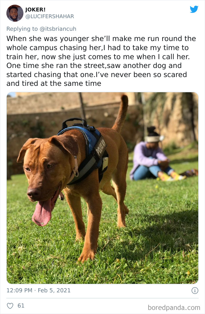 Chase-Dog-Down-The-Street-Game-Stories