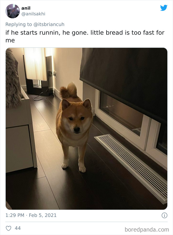 Chase-Dog-Down-The-Street-Game-Stories