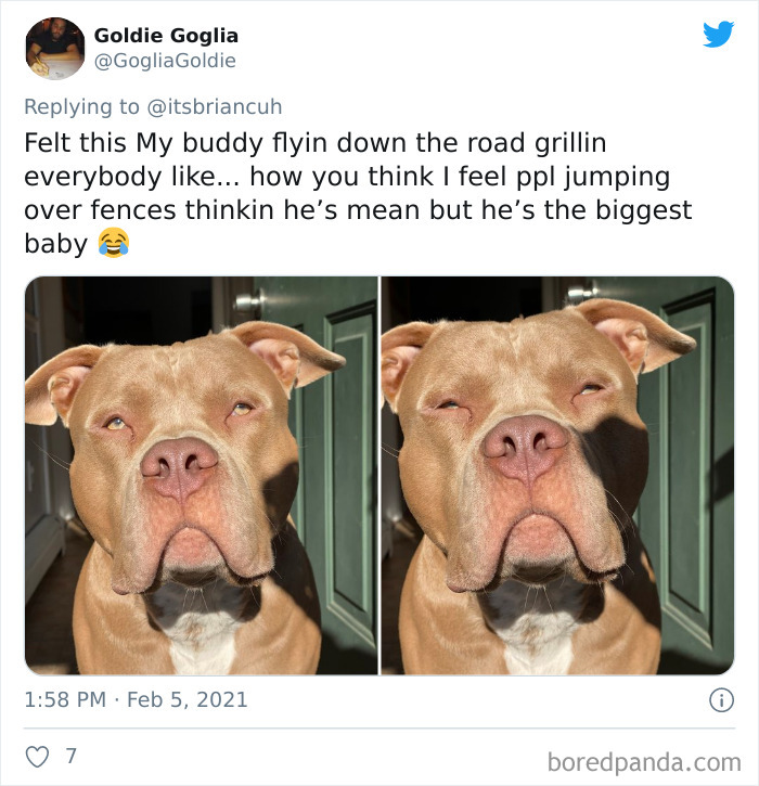 Chase-Dog-Down-The-Street-Game-Stories