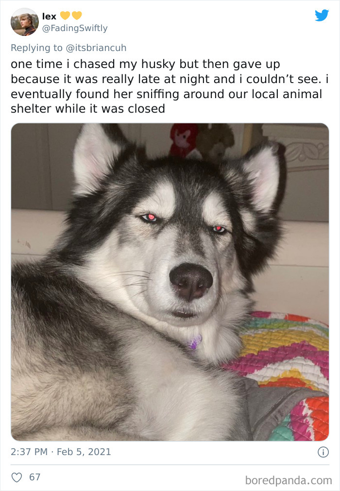 Chase-Dog-Down-The-Street-Game-Stories