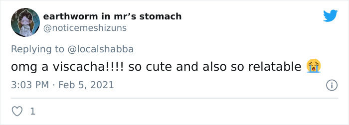 This Very Un-Entertained And Sleepy Creature From South America Is Everyone’s New Spirit Animal This Very Un-Entertained And Sleepy Creature From South America Is Everyone’s New Spirit Animal