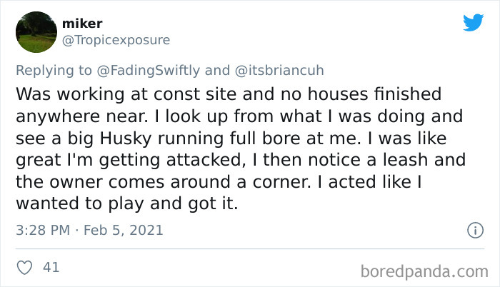 Chase-Dog-Down-The-Street-Game-Stories