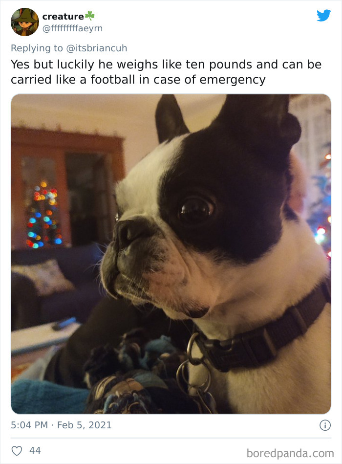 Chase-Dog-Down-The-Street-Game-Stories