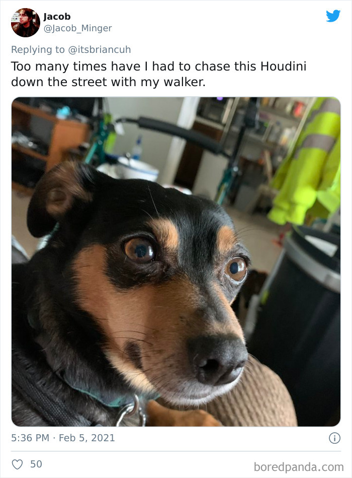 Chase-Dog-Down-The-Street-Game-Stories