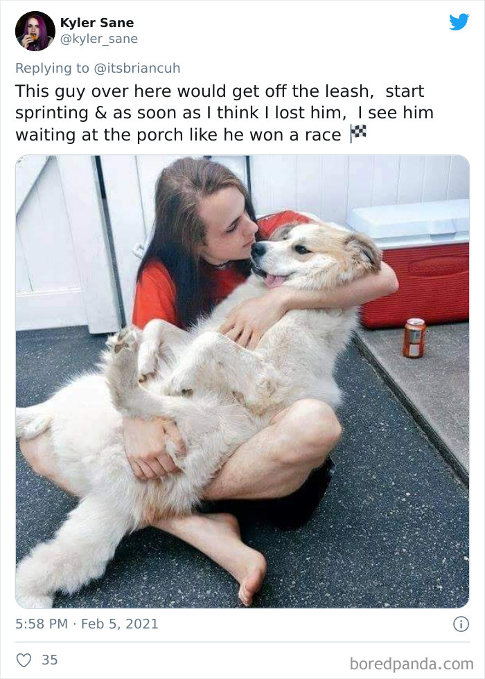 Chase-Dog-Down-The-Street-Game-Stories