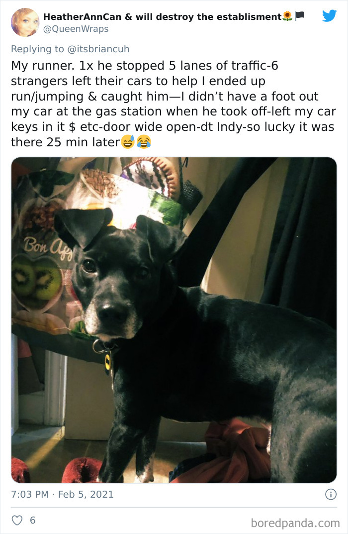 Chase-Dog-Down-The-Street-Game-Stories