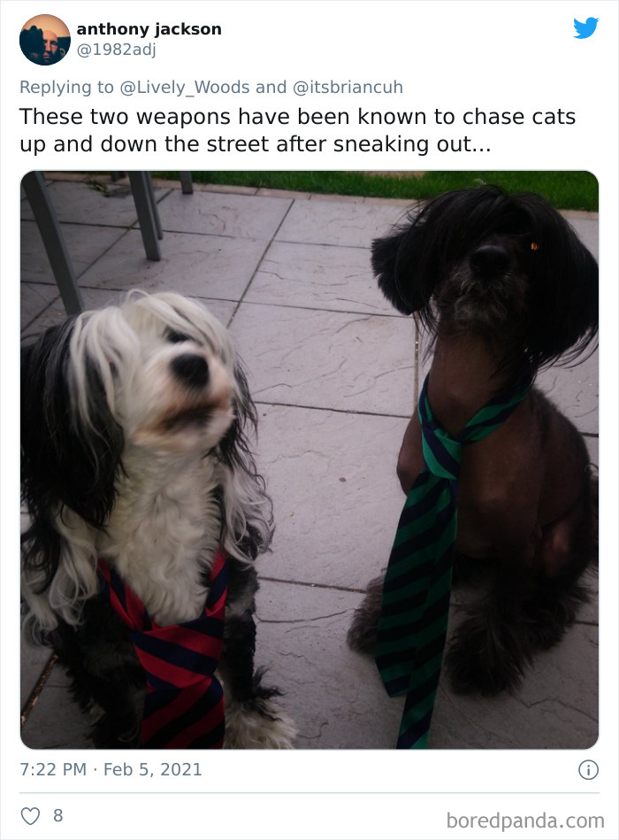 Chase-Dog-Down-The-Street-Game-Stories