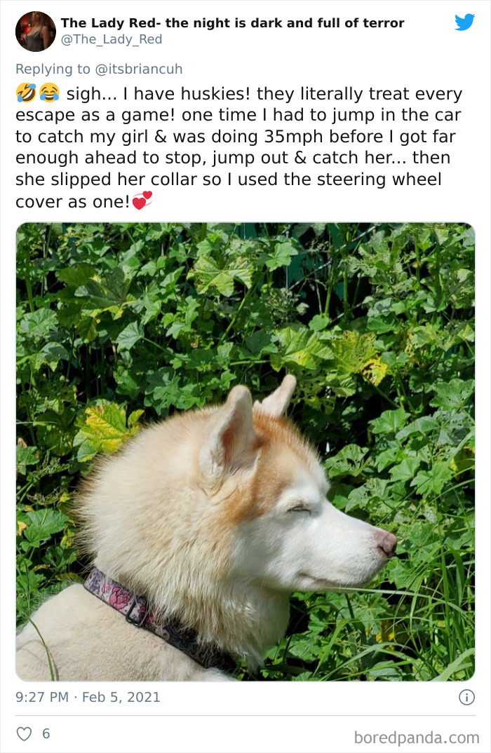 Chase-Dog-Down-The-Street-Game-Stories