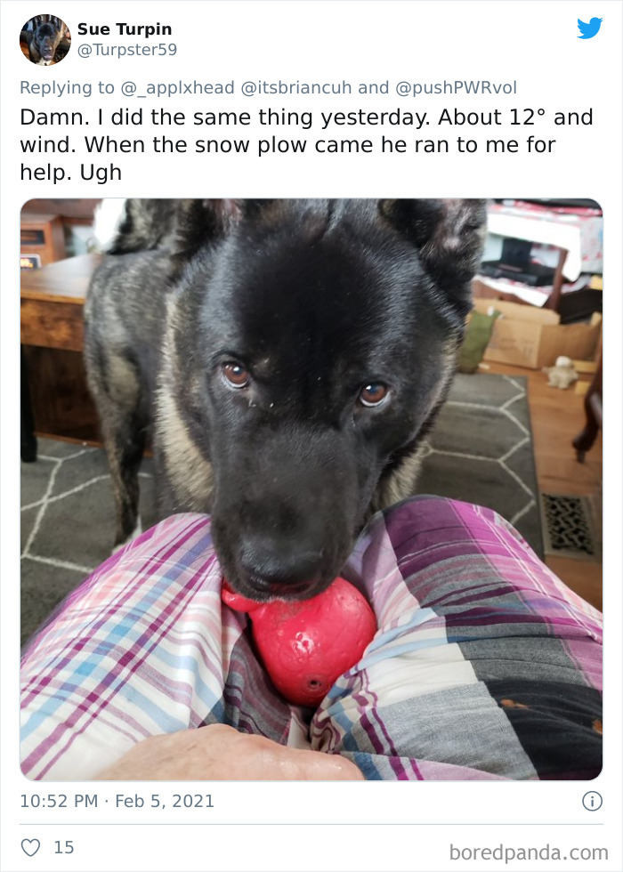 Chase-Dog-Down-The-Street-Game-Stories