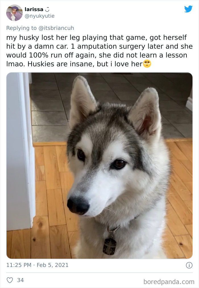 Chase-Dog-Down-The-Street-Game-Stories