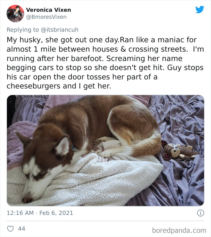 Chase-Dog-Down-The-Street-Game-Stories