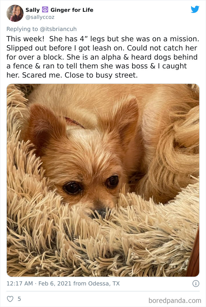 Chase-Dog-Down-The-Street-Game-Stories