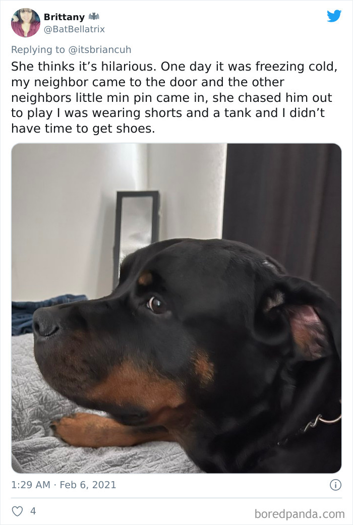 Chase-Dog-Down-The-Street-Game-Stories