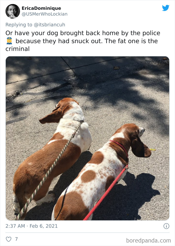 Chase-Dog-Down-The-Street-Game-Stories