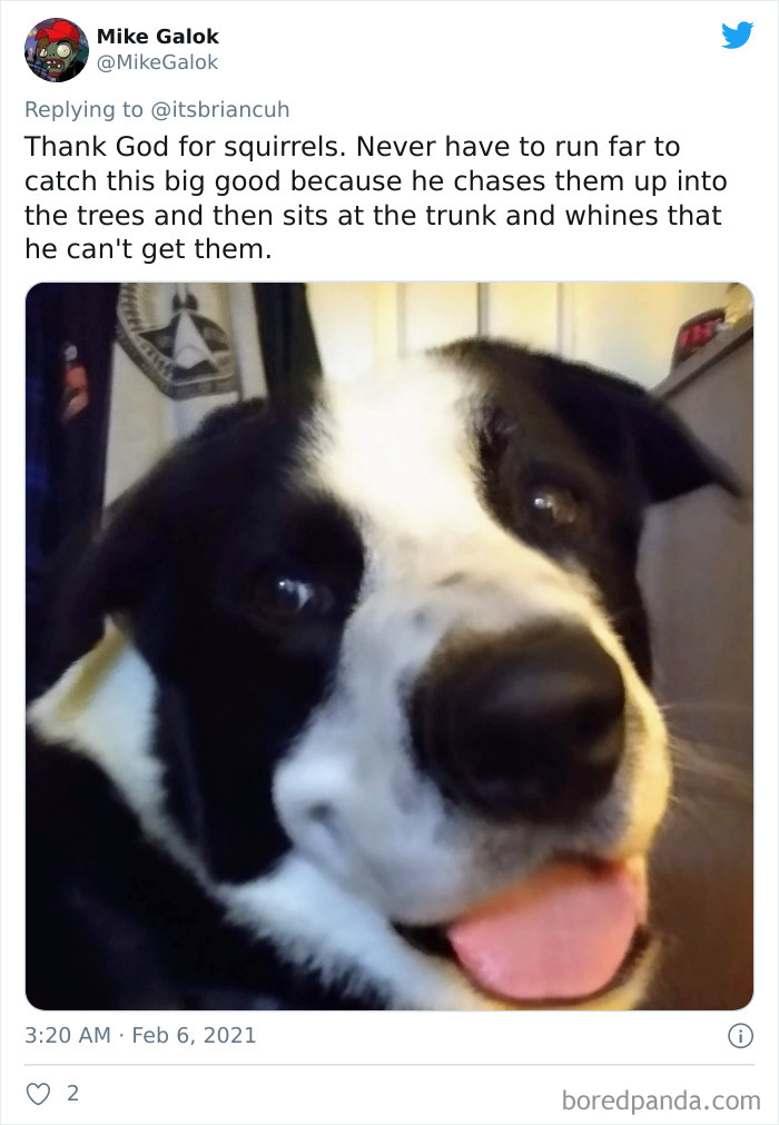 Chase-Dog-Down-The-Street-Game-Stories