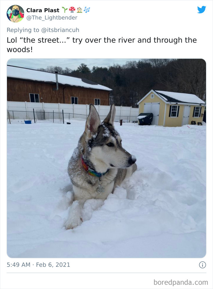 Chase-Dog-Down-The-Street-Game-Stories