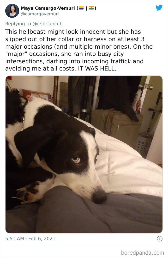 Chase-Dog-Down-The-Street-Game-Stories