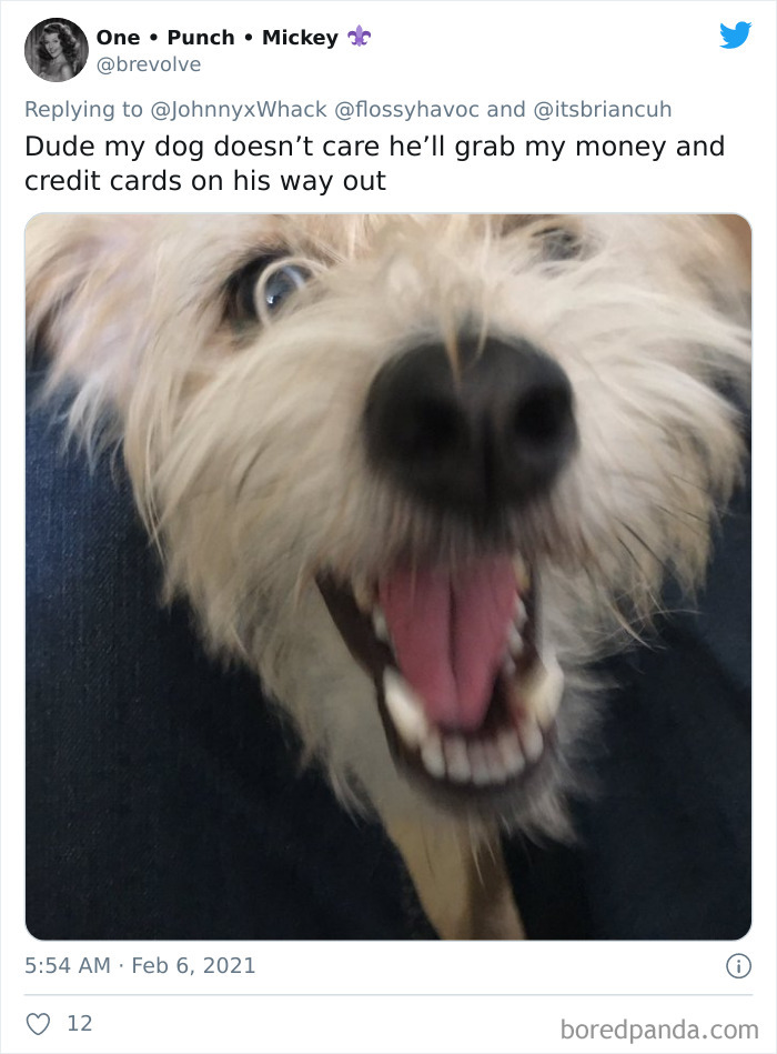 Chase-Dog-Down-The-Street-Game-Stories