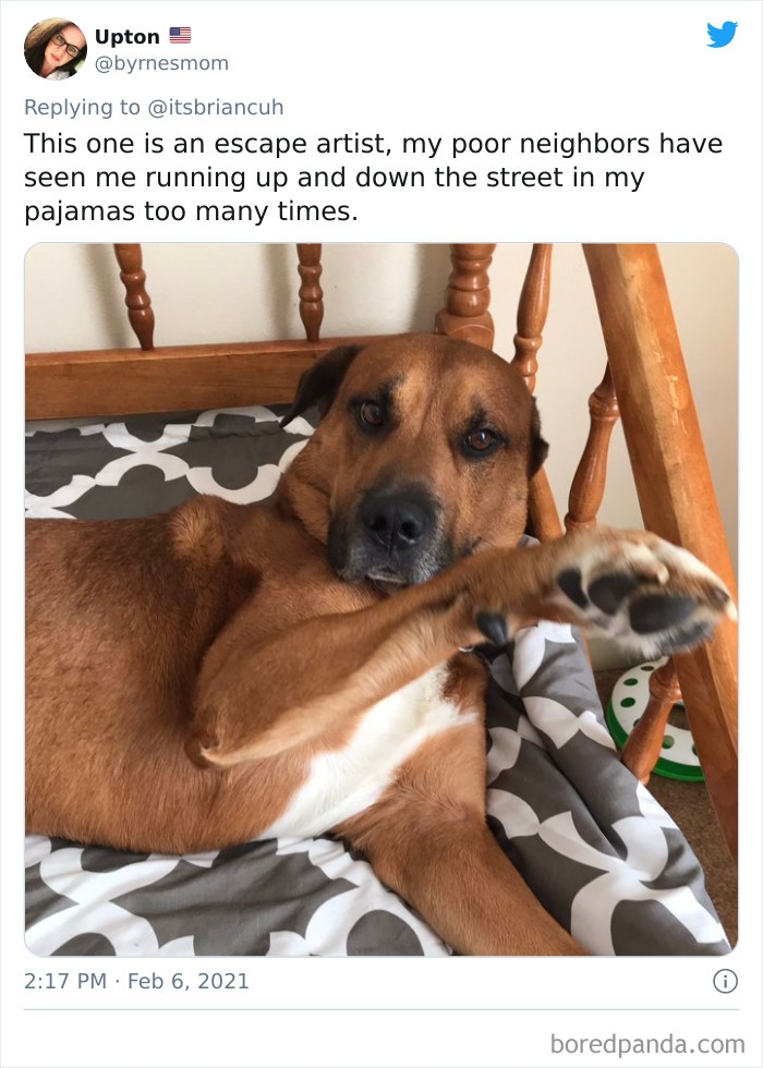 Chase-Dog-Down-The-Street-Game-Stories