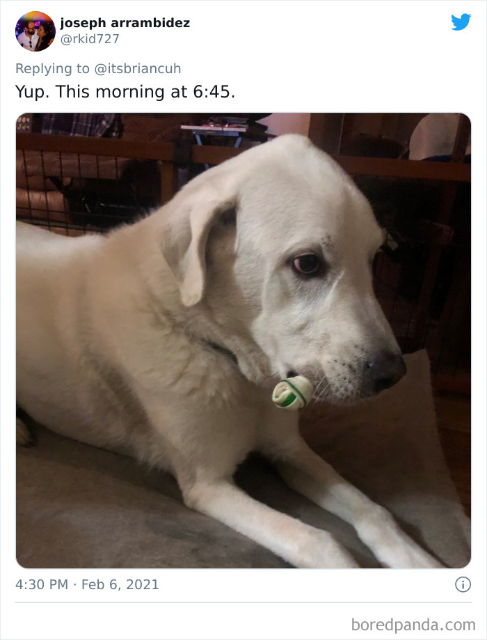 Chase-Dog-Down-The-Street-Game-Stories