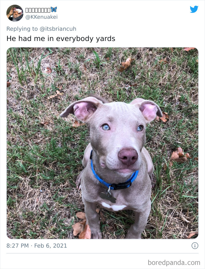 Chase-Dog-Down-The-Street-Game-Stories