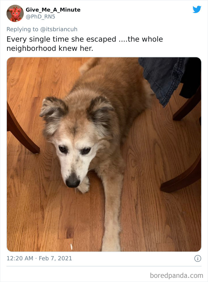 Chase-Dog-Down-The-Street-Game-Stories