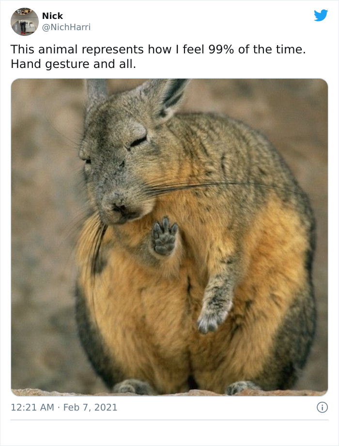 This Very Un-Entertained And Sleepy Creature From South America Is Everyone’s New Spirit Animal This Very Un-Entertained And Sleepy Creature From South America Is Everyone’s New Spirit Animal