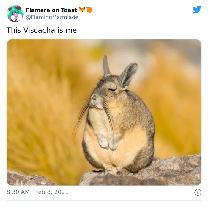 This Very Un-Entertained And Sleepy Creature From South America Is Everyone’s New Spirit Animal This Very Un-Entertained And Sleepy Creature From South America Is Everyone’s New Spirit Animal