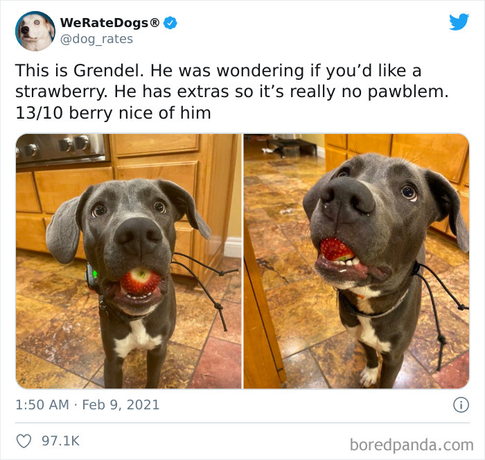 We-Rate-Dogs-Twitter