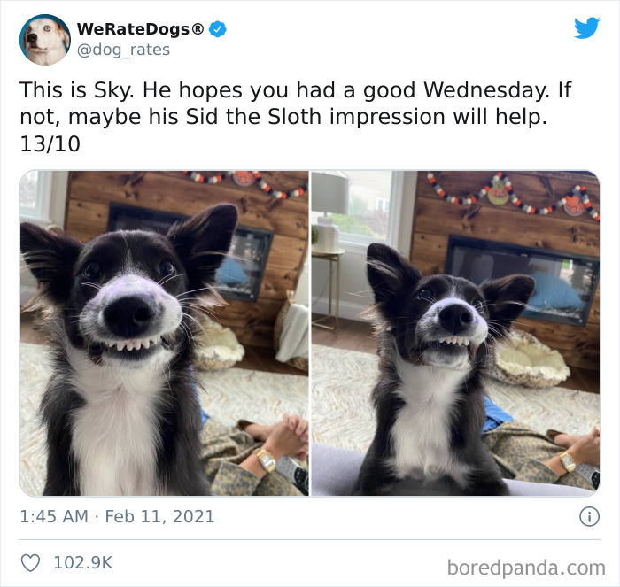 We-Rate-Dogs-Twitter