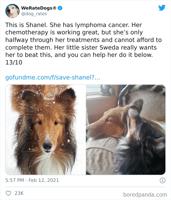 We-Rate-Dogs-Twitter