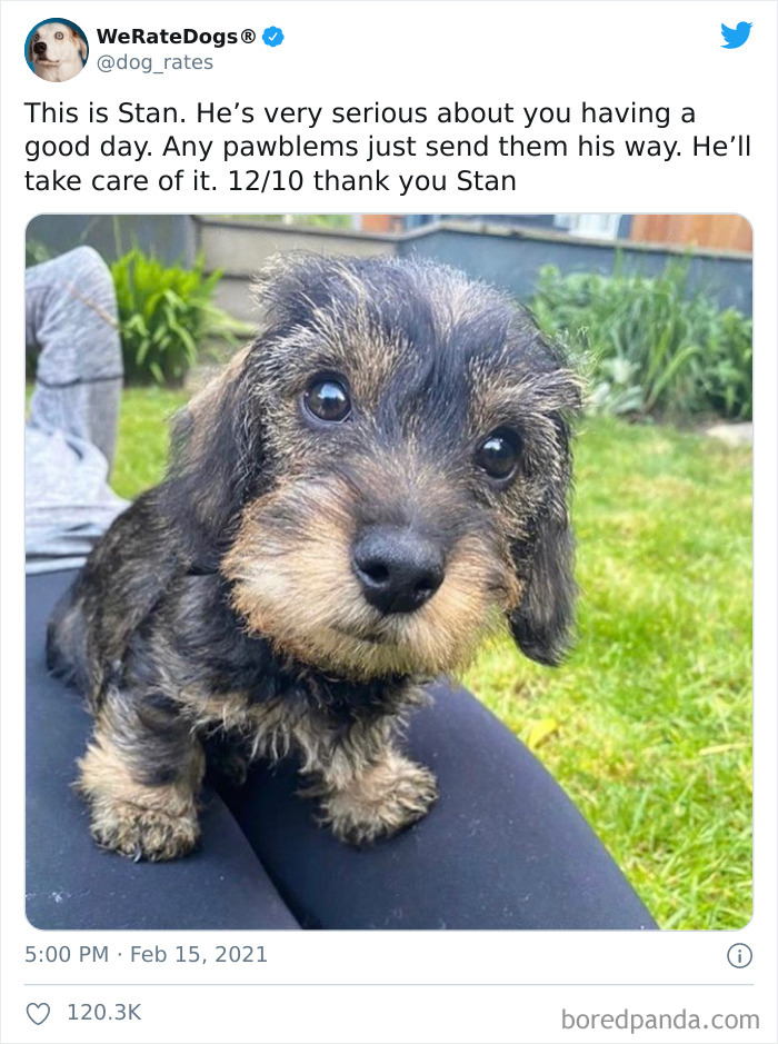 We-Rate-Dogs-Twitter