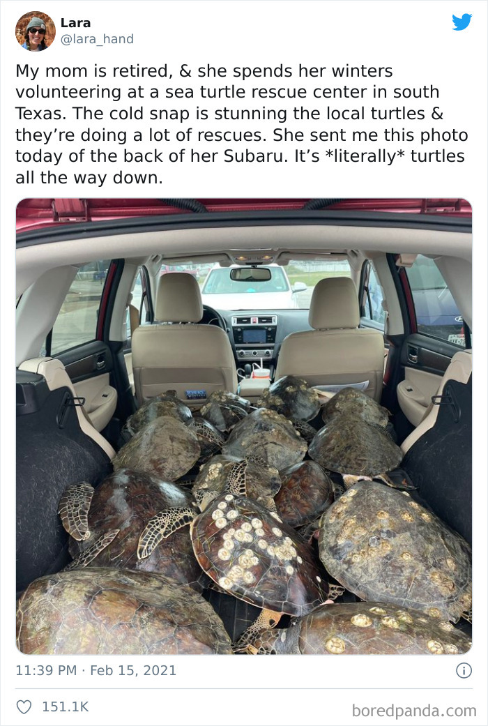 Wild-Farm-Animals-Rescue-Texas-Winter-Storm