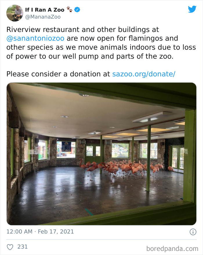 Wild-Farm-Animals-Rescue-Texas-Winter-Storm