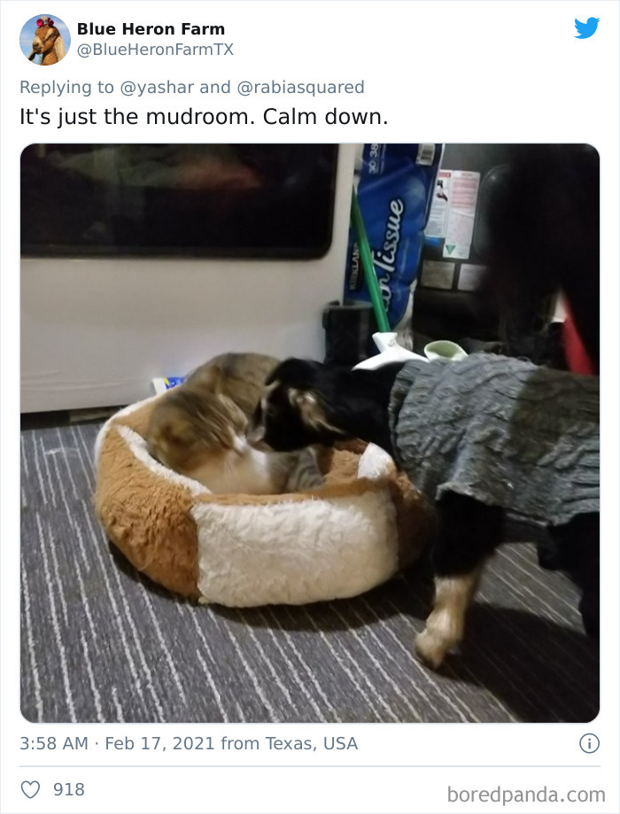 Wild-Farm-Animals-Rescue-Texas-Winter-Storm