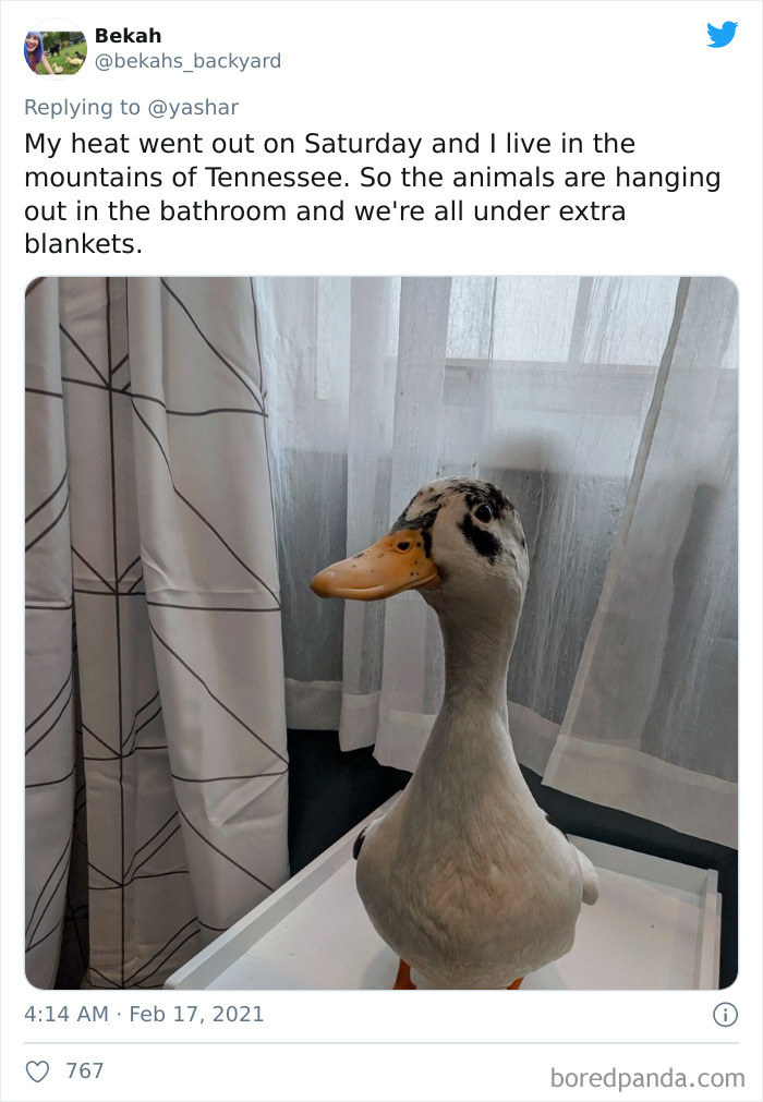 Wild-Farm-Animals-Rescue-Texas-Winter-Storm