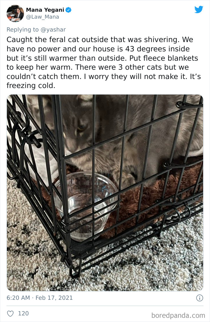 Wild-Farm-Animals-Rescue-Texas-Winter-Storm