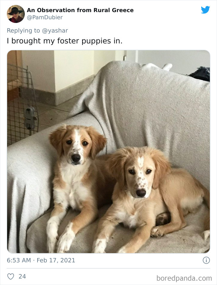 Wild-Farm-Animals-Rescue-Texas-Winter-Storm