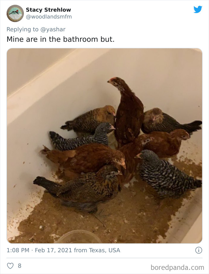 Wild-Farm-Animals-Rescue-Texas-Winter-Storm