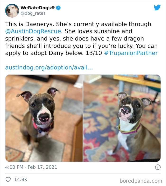 We-Rate-Dogs-Twitter